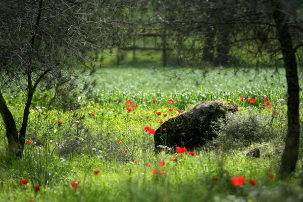 Post-fire blossom at Naftali Mountains. Photo: Avi Hirshfield, KKL-JNF Jerusalem