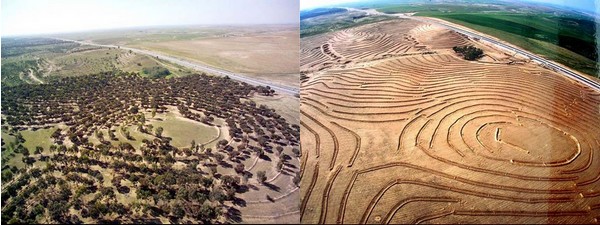 Green sections of the Negev desert (left) as a result of savannization efforts (right). Photo: KKL-JNF Photo Archive

