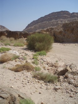 Desert flora helps preserve the soil.
Photo: KKL-JNF Photo Archive