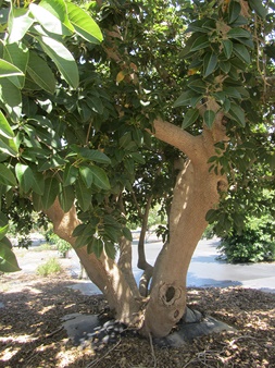 The Ombu tree. Photo: Tania Susskind