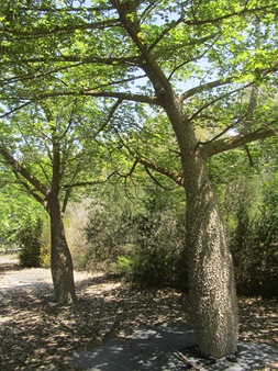 Photo: Tania Susskind

