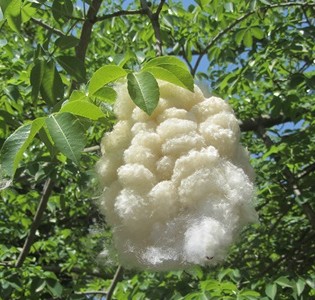 A split open fruit releases kapok fibres. Photo: Tania Susskind