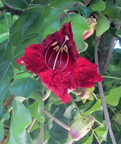 Close-up of the Kigelia africana flower. Photo: KKL-JNF Photo Archive

