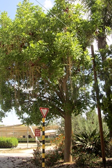 Kigela Africana tree thriving in Israeli parks. Photo: KKL-JNF Photo Archive