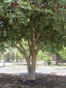 The Schotia brachypetala tree. Photo: Tania Susskind