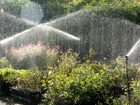 Computerised irrigation at the Gilat nursery. Photo: Pablo Chercasky.

