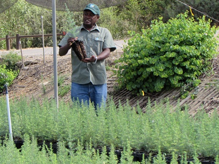 Nursery director Hiruy Amare holds up a sapling at the Golani Nursery. Photo: Tania Susskind