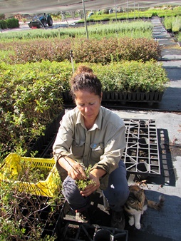 Shula nurtures trees at Eshtaol Nursery. Photo: Tania Susskind

