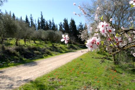 A walk in Baraam Forest. Photo: KKL-JNF Photo Archive