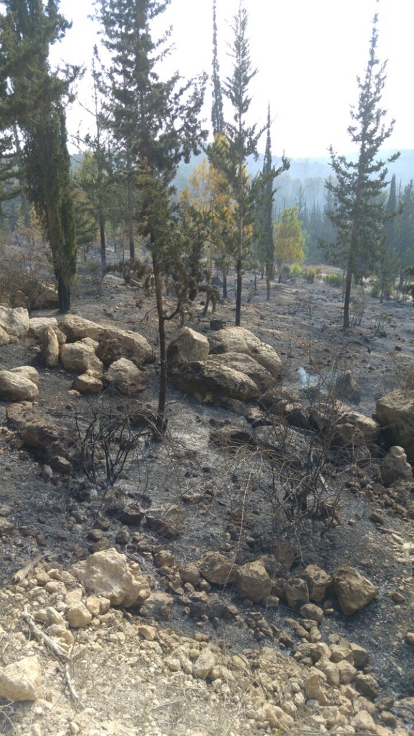 Burnt forest in Beit Meir. Photo: KKL-JNF Staff