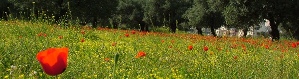 Forestry and Ecology News