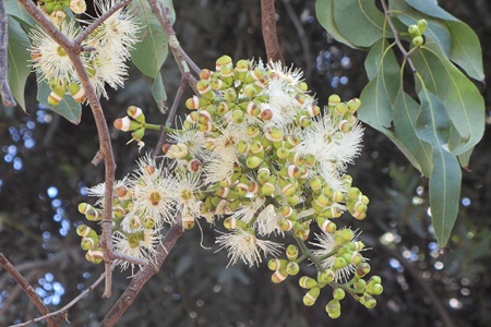 Eucalyptus torelliana. Photo: Tania Susskind