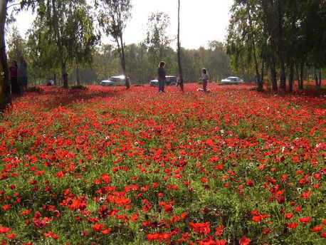 Photograph: Michael Hori