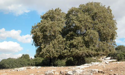 The Tabor Oak. Photo: Yaakov Shkolnik.