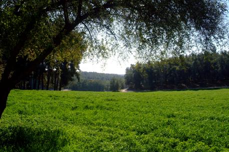 Ben Shemen forest. Photo: Avi Hayun.
