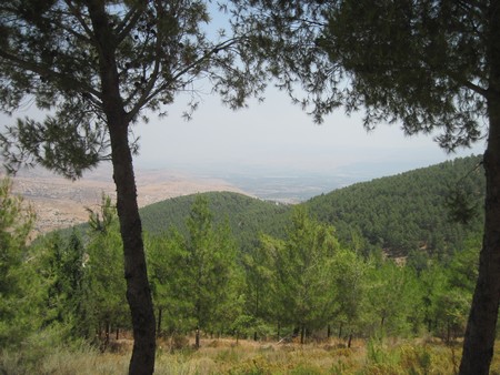 Biriya Forest. Photo: KKL-JNF Photo Archive.