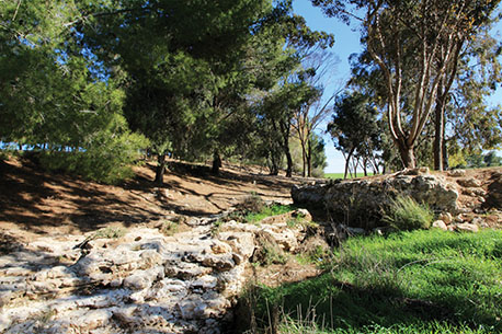 Devira Forest. Photo: KKL-JNF Archive.