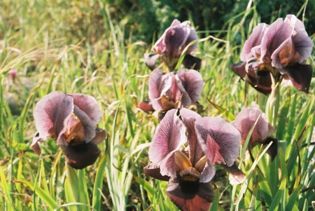 Purple Iris, Gilboa. Photo: KKL-JNF Archive.