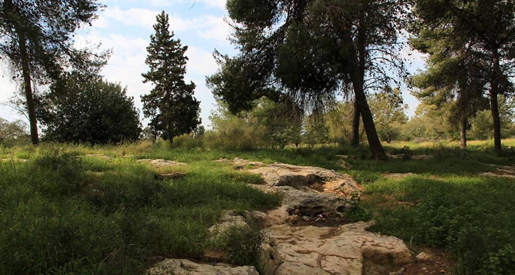 Hakaf-Het Forest. Photograph: Yaakov Shkolnik, KKL-JNF Photo Archive