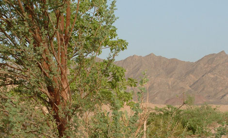 Photo: Talia Livshitz