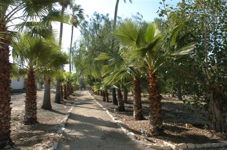 Hulda Forest. Photo: KKL-JNF Archive.