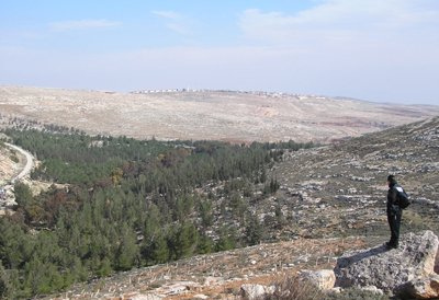 The Pisgat Zeev Forest view. Photo: Dr Yossi Spanier.