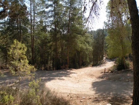 (Photo: Tania Susskind, KKL-JNF Photo Archive)