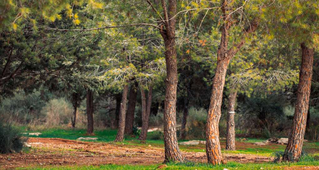 Photograph: KKL-JNF Photo Archive