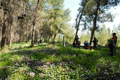 Shahariya Forest. Photo: KKL-JNF Archive.