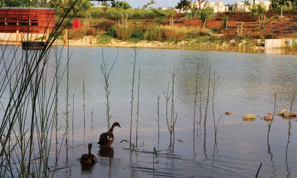 Egyptian geese in Rosh Tzipor. By Yaakov Shkolnik, KKL-JNF Photo Archive