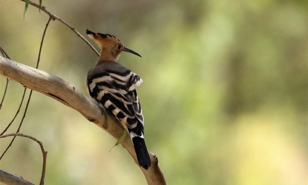 Hoopoe bird at Rosh Tzipor. Photo: Yaron Charka, Kanfei KaKaL