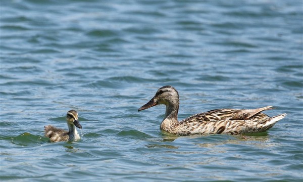 Mallard ducks at Rosh Tzipor. Photo: Yaron Charka, Kanfei KaKaL