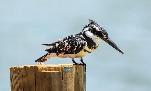 Pied Kingfisher at Rosh Tzipor. Photo: Yaron Charka, Kanfei KaKaL