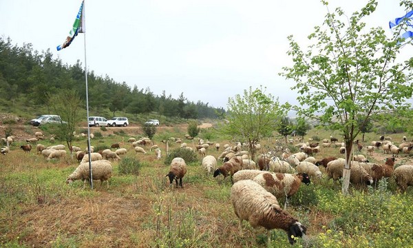 Sheep grazing in Negev woodland. Photo: Edi Israel, KKL-JNF Photo Archive