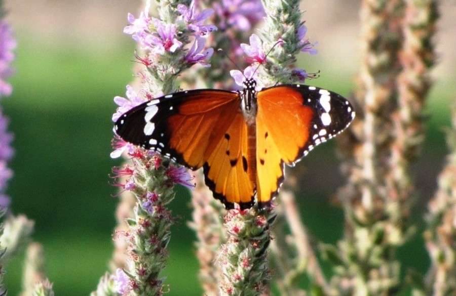 African monarch, Hula Lake Botanical Garden. Photo: Inbar Rubin, KKL-JNF