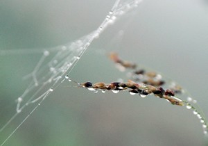 During Tishrei, we start praying for rain. Photo: KKL-JNF Photo Archive