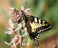 Photo: KKL-JNF Photo Archive