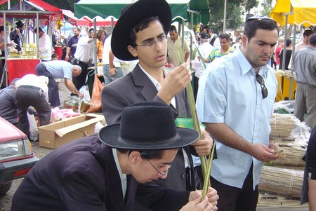 Inspecting lulavs at the shuk. Photo: KKL-JNF Photo Archives
