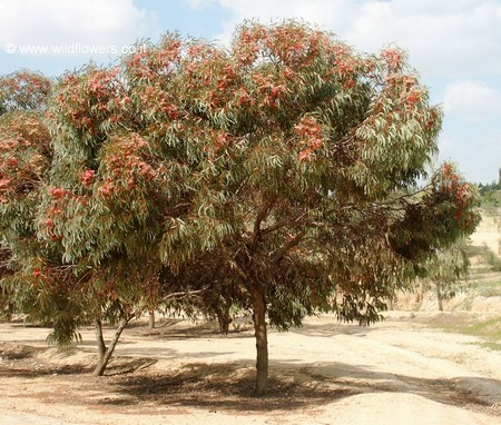 Eucalyptus Torquata in bloom in the Negev. Photo: Sara Gold, www.wildflowers.co.il
