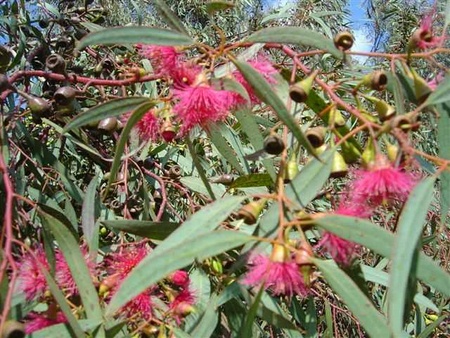Red Eucalyptus blossoms.
Photo: Michael Huri, KKL-JNF Photo Archive