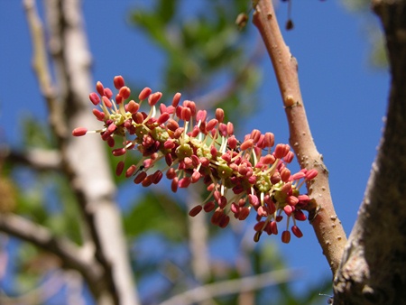 Flowers of a male carob tree. Photo: Zachar Horowitz, KKL-JNF Photo Archive
