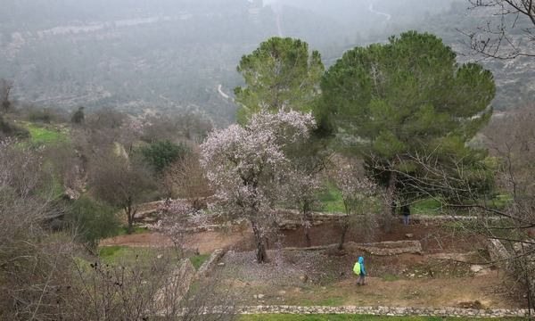 Almond trees blossom on the ancient agricultural terraces of Sataf. Photo: KKL-JNF Photo Archive