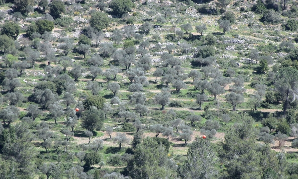 Olive groves growing on ancient terraces in Sataf, near Jerusalem. KKL-JNF Photo Archive