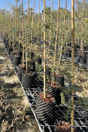 Trees growing on raised platforms detached from the ground. Photo: Bonnie Scheinman