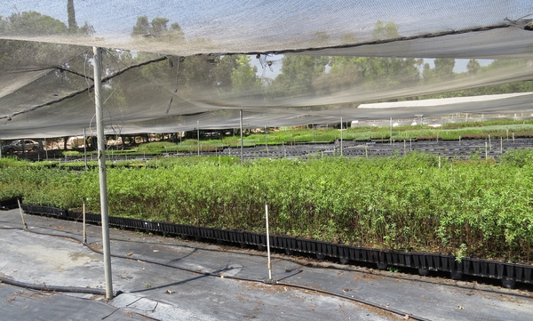 Eshtaol Nursery, all set up for Shmita. Photo: Yoav Devir