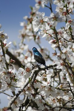 Bird in almond tree. KKL-JNF Photo Archive