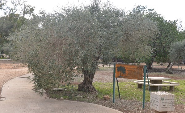 Photograph: Guy Asayag, KKL-JNF Photo Archive