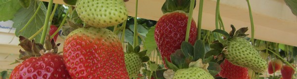 Research and Development News