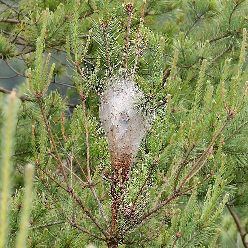 Nest of pine processionary moth caterpillars. By Chiswick Chap - Own work, CC BY-SA 3.0, https://commons.wikimedia.org/w/index.php?curid=17764484