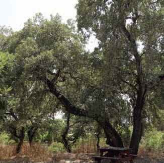 Tabor oak trees in Halimon st. in Ramot Hashavim. Photo by Omri Bonneh